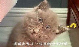 揭秘猫抖阴：猫咪的奇特行为及其背后的秘密