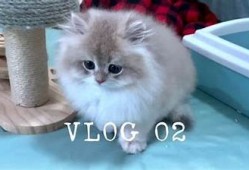 快猫：汇聚猫咪视频与抖音趣味，尽享萌宠乐趣