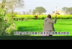 豆奶的制作过程：抖音短视频分享健康美味饮品