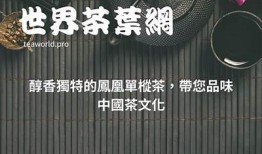 探索抖阴白茶的无与伦比风味与健康功效，品味生活新选择