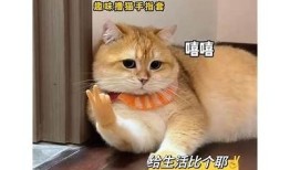 快猫与抖阴哪个更好？深度对比与使用体验解析！