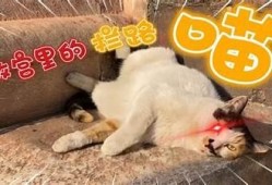 揭秘猫快胡抖阴：猫咪行为背后的心理研究与趣味解读