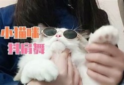 抖阴快猫：探索猫咪趣味视频，带你领略萌宠日常