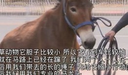 探秘抖阴视频在线观看：最新热门视频解析与推荐