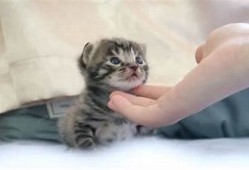 快速获取猫咪快猫抖阴二维码，轻松分享可爱猫咪趣图