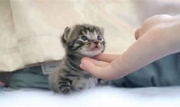 快速获取猫咪快猫抖阴二维码，轻松分享可爱猫咪趣图