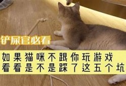 抖阴猫：让你大笑不止的搞笑猫咪视频合集