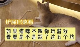 抖阴猫：让你大笑不止的搞笑猫咪视频合集