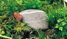 抖音野花视频欣赏：探索自然之美与静谧时光