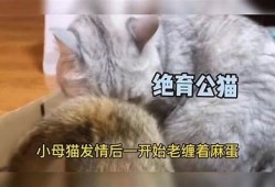 揭秘猫抖阴：猫咪行为与心理解析，您了解多少？