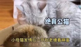 揭秘猫抖阴：猫咪行为与心理解析，您了解多少？