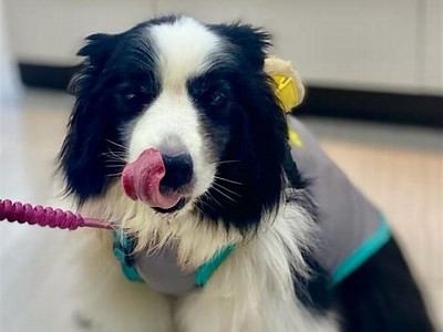 喵咪抖阴：探索可爱猫咪背后的趣味生活与秘密